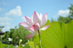 lotus-746700_1280