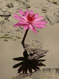 water-lily-4464_1920